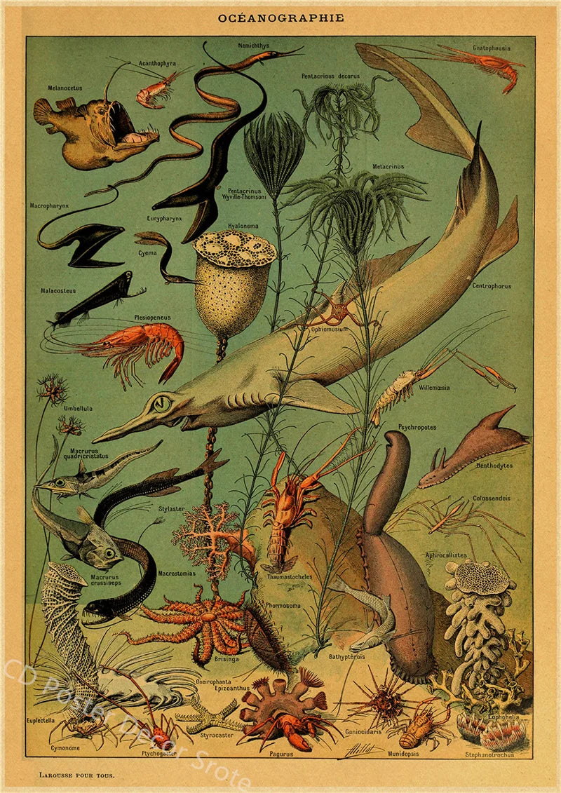Vintage Butterfly Insects Flowers Mushrooms Posters - 25 / A4 Available at 2Fast2See.co