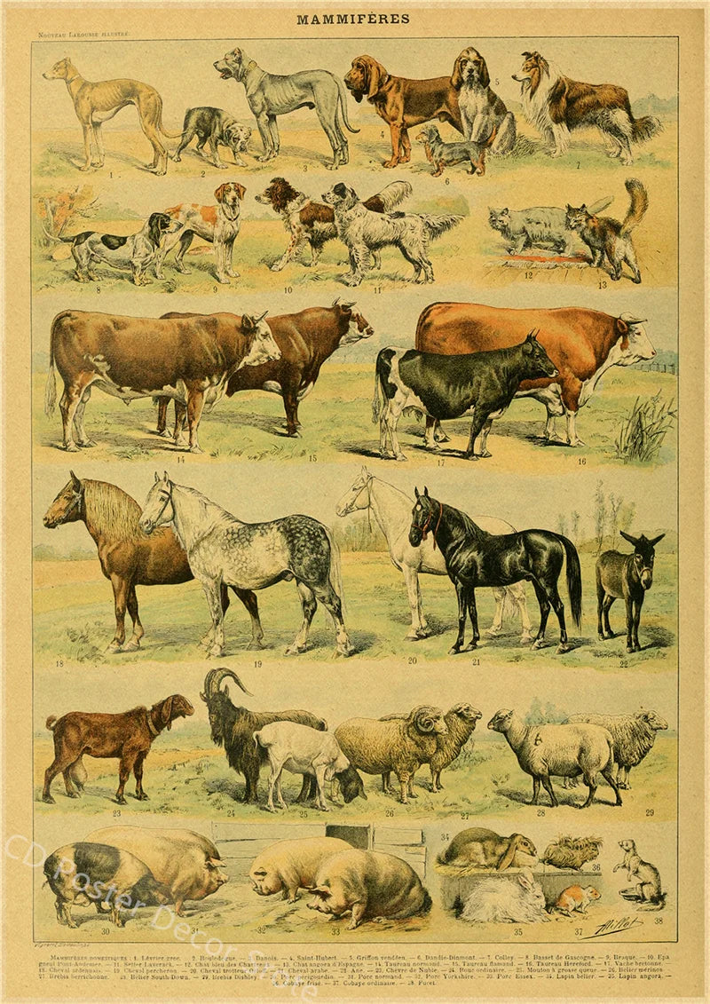 Vintage Butterfly Insects Flowers Mushrooms Posters - 24 / A4 Available at 2Fast2See.co