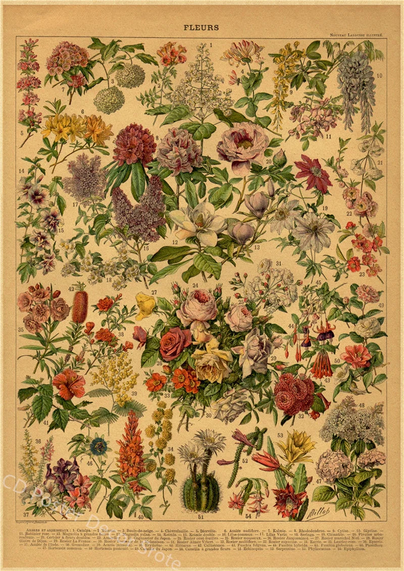 Vintage Butterfly Insects Flowers Mushrooms Posters - 16 / A4 Available at 2Fast2See.co