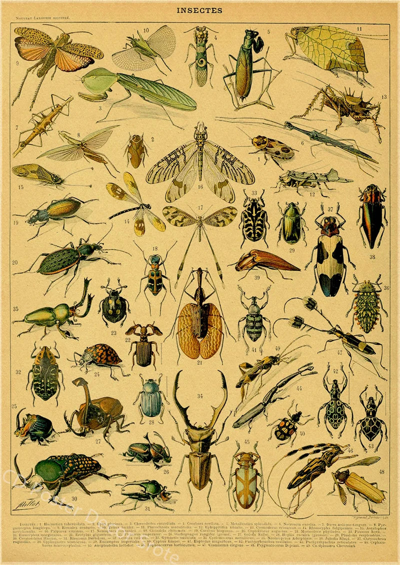 Vintage Butterfly Insects Flowers Mushrooms Posters - 7 / A4 Available at 2Fast2See.co