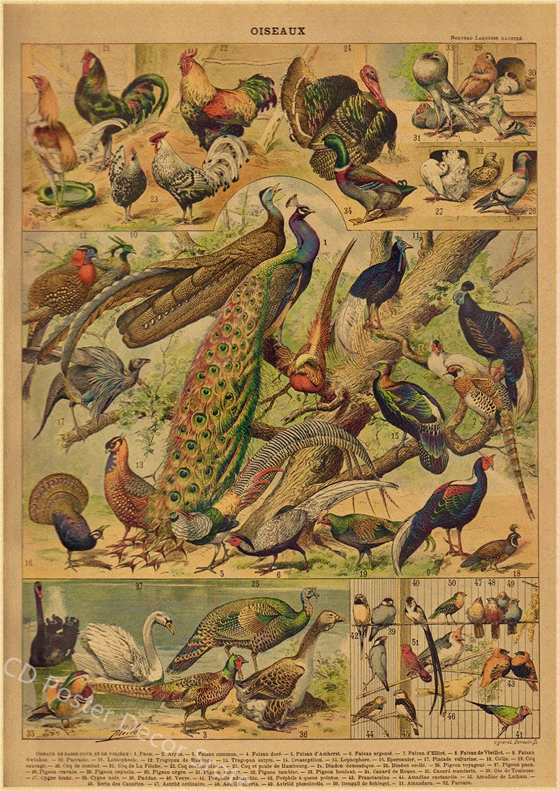 Vintage Butterfly Insects Flowers Mushrooms Posters - 5 / A4 Available at 2Fast2See.co