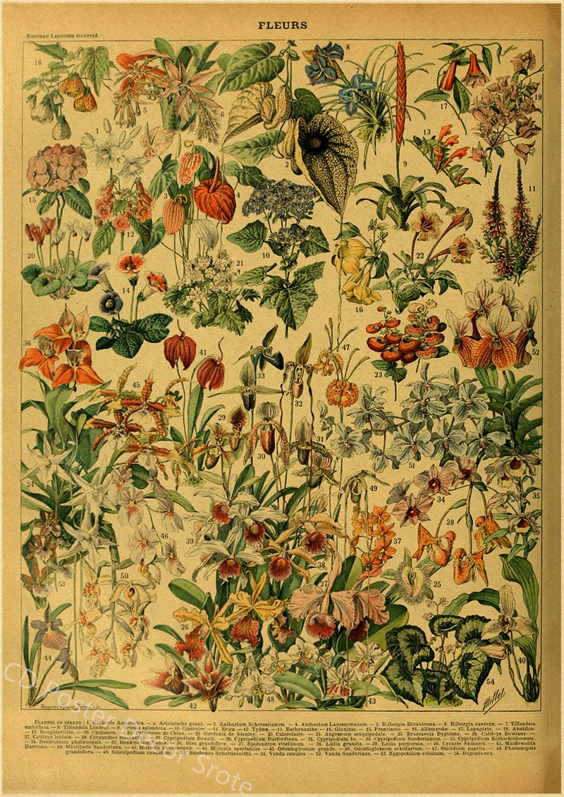 Vintage Butterfly Insects Flowers Mushrooms Posters - 9 / A4 Available at 2Fast2See.co