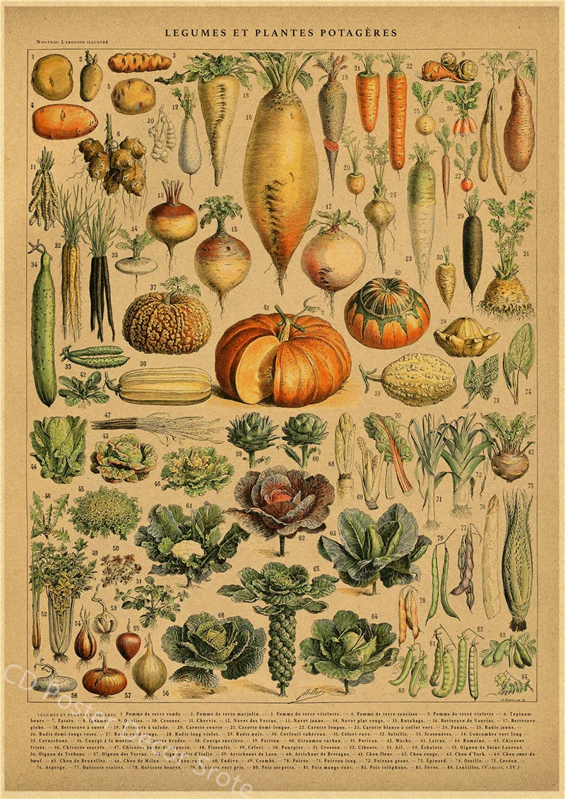 Vintage Butterfly Insects Flowers Mushrooms Posters - 19 / A4 Available at 2Fast2See.co