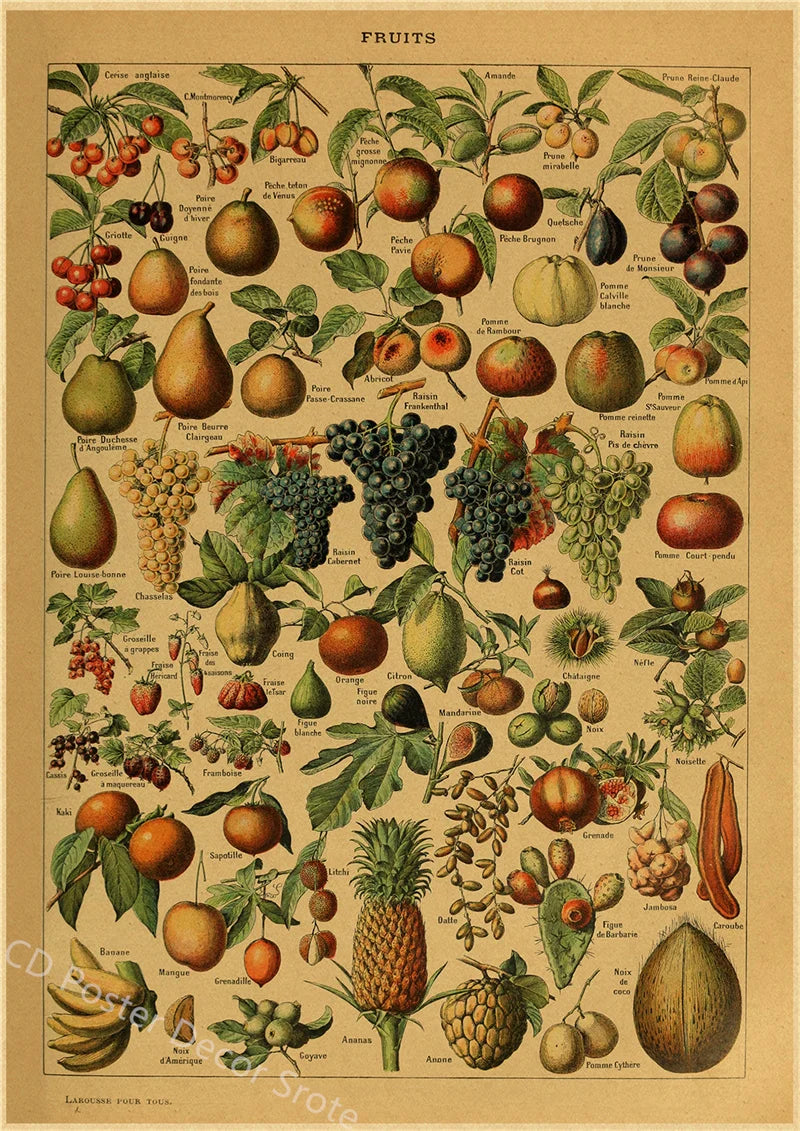 Vintage Butterfly Insects Flowers Mushrooms Posters - 18 / A4 Available at 2Fast2See.co