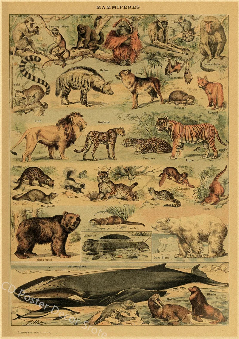 Vintage Butterfly Insects Flowers Mushrooms Posters - 12 / A4 Available at 2Fast2See.co