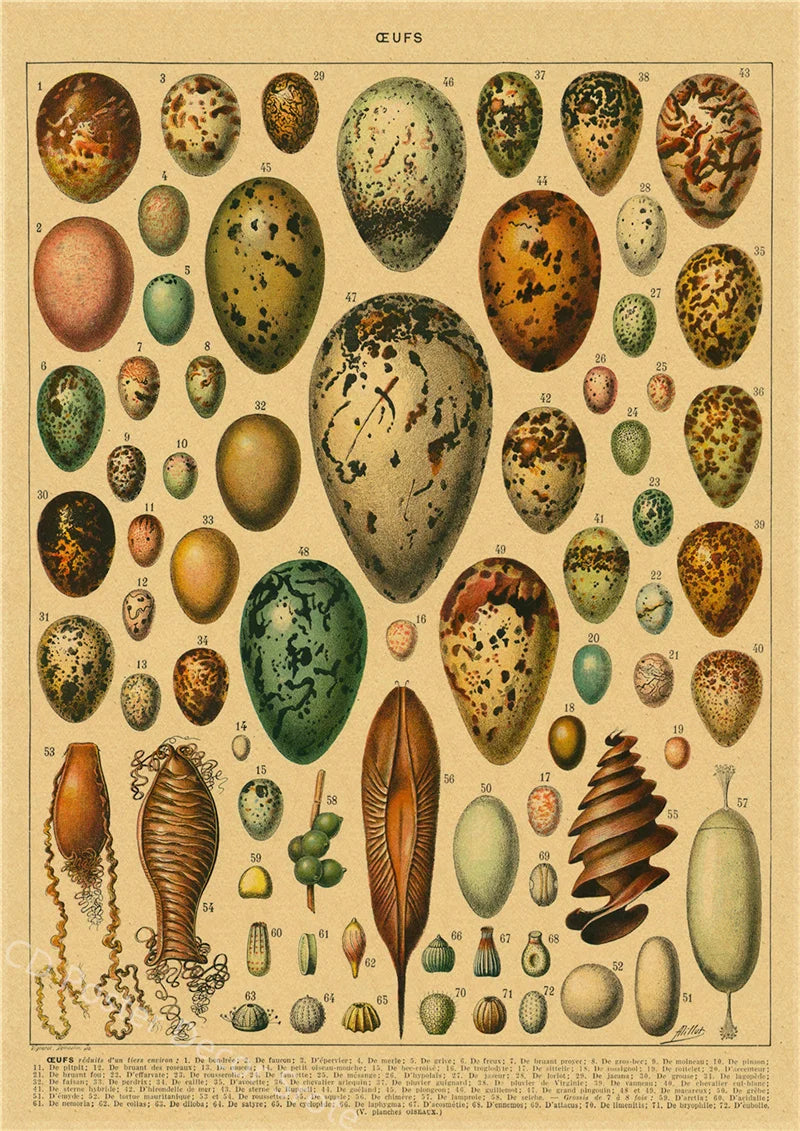 Vintage Butterfly Insects Flowers Mushrooms Posters - 21 / A4 Available at 2Fast2See.co