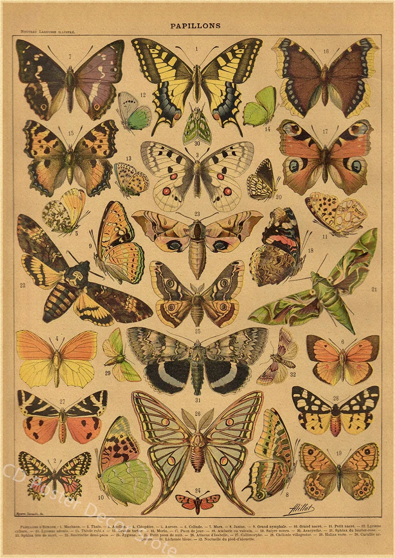 Vintage Butterfly Insects Flowers Mushrooms Posters - 2 / A4 Available at 2Fast2See.co