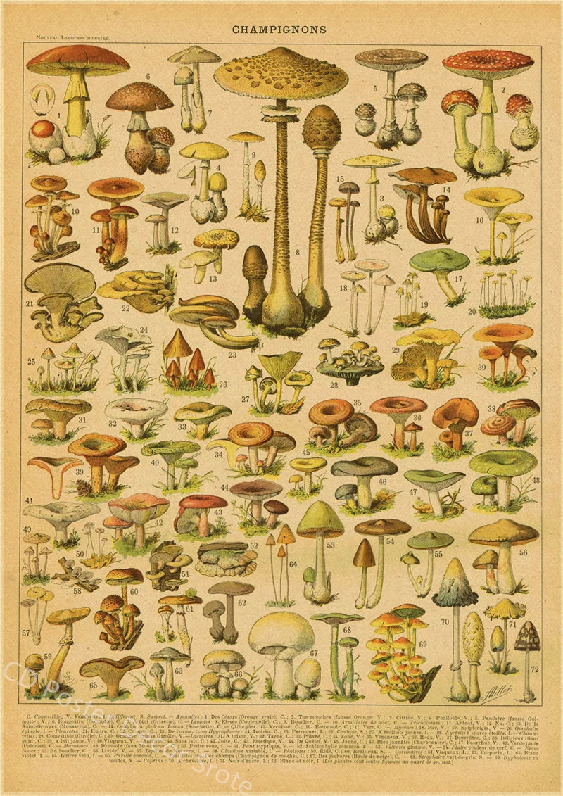 Vintage Butterfly Insects Flowers Mushrooms Posters - 1 / A4 Available at 2Fast2See.co