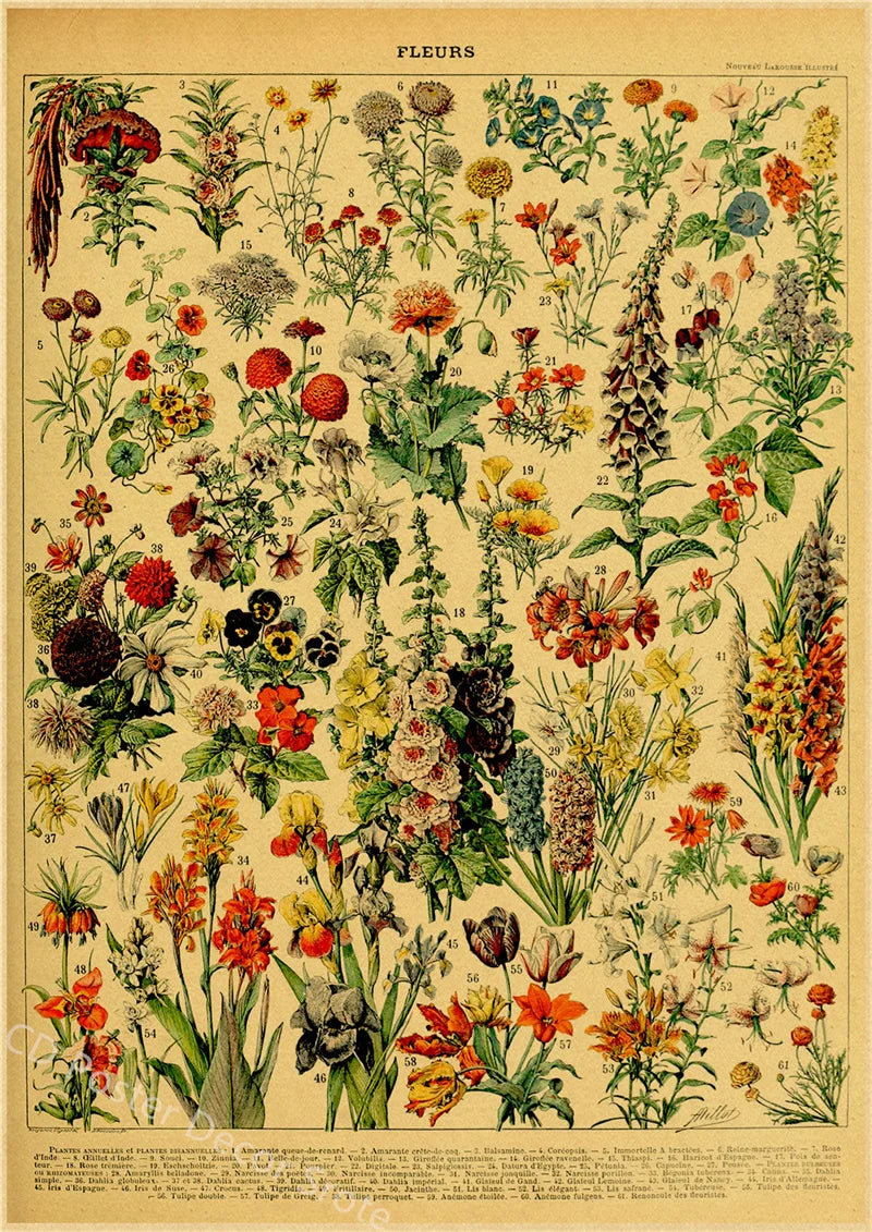 Vintage Butterfly Insects Flowers Mushrooms Posters - 15 / A4 Available at 2Fast2See.co
