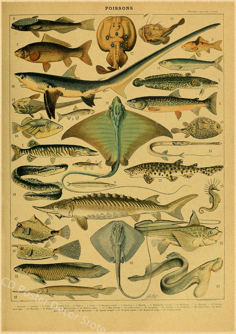 Vintage Butterfly Insects Flowers Mushrooms Posters - 8 / A4 Available at 2Fast2See.co