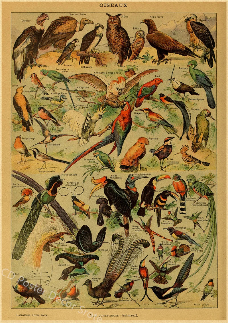 Vintage Butterfly Insects Flowers Mushrooms Posters - 6 / A4 Available at 2Fast2See.co