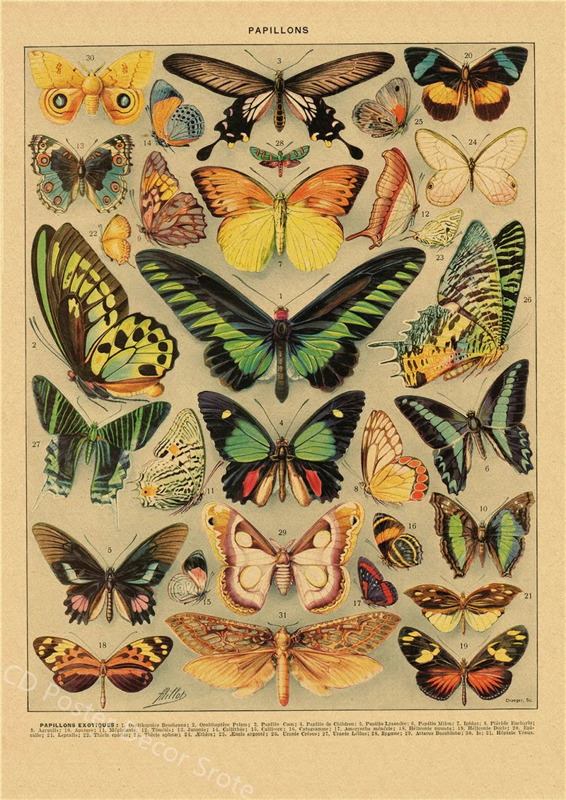 Vintage Butterfly Insects Flowers Mushrooms Posters - 3 / A4 Available at 2Fast2See.co