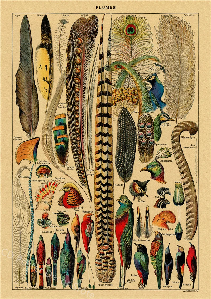 Vintage Butterfly Insects Flowers Mushrooms Posters - 29 / A4 Available at 2Fast2See.co