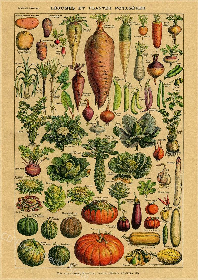 Vintage Butterfly Insects Flowers Mushrooms Posters - 20 / A4 Available at 2Fast2See.co