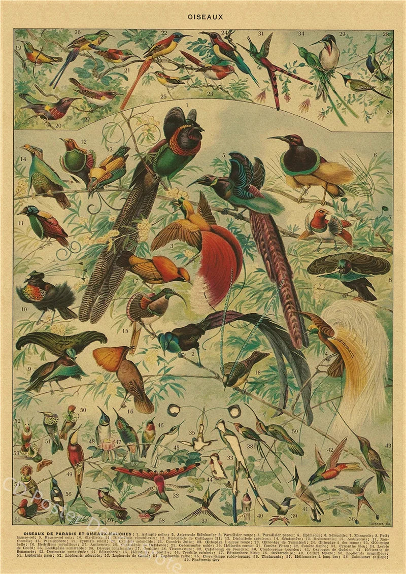 Vintage Butterfly Insects Flowers Mushrooms Posters - 28 / A4 Available at 2Fast2See.co