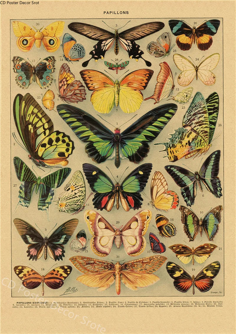 Vintage Butterfly Insects Flowers Mushrooms Posters - Available at 2Fast2See.co