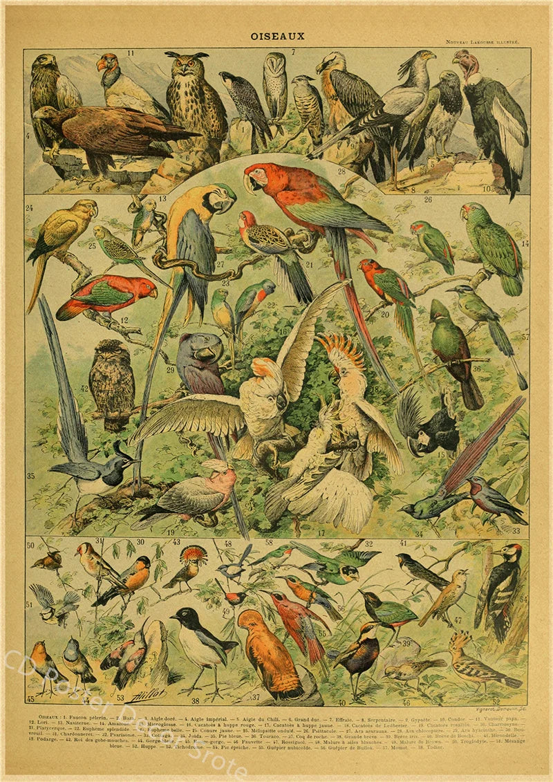 Vintage Butterfly Insects Flowers Mushrooms Posters - 26 / A4 Available at 2Fast2See.co