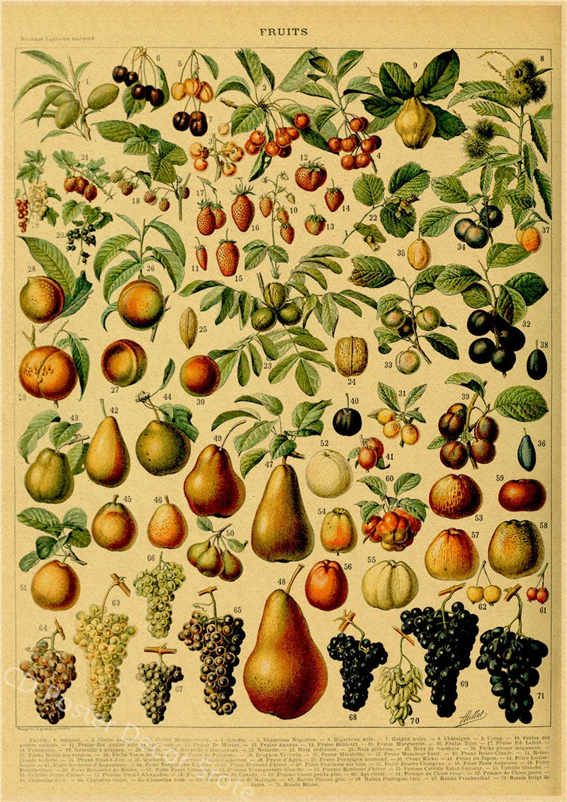 Vintage Butterfly Insects Flowers Mushrooms Posters - 10 / A4 Available at 2Fast2See.co