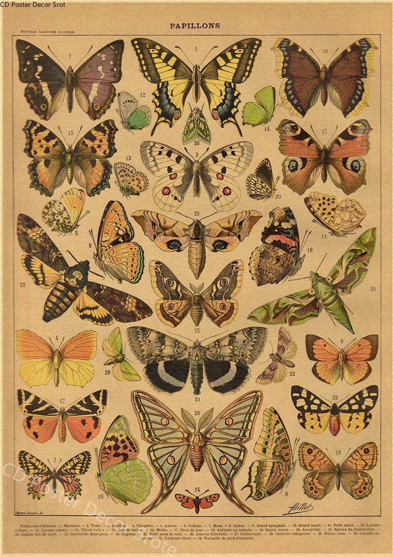 Vintage Butterfly Insects Flowers Mushrooms Posters - Available at 2Fast2See.co