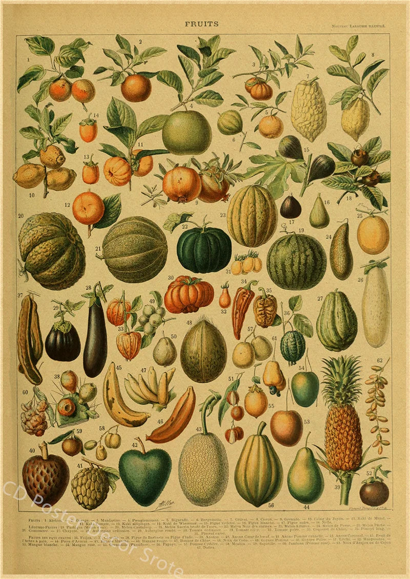 Vintage Butterfly Insects Flowers Mushrooms Posters - 11 / A4 Available at 2Fast2See.co