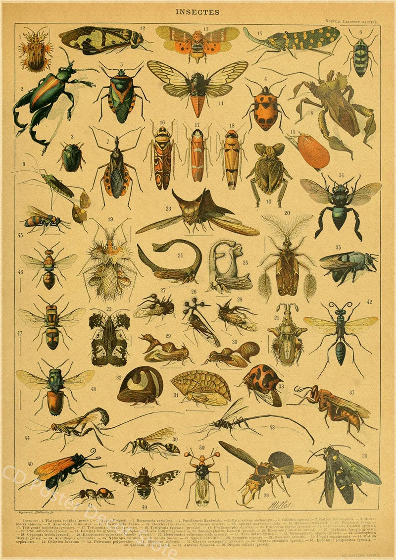 Vintage Butterfly Insects Flowers Mushrooms Posters - 4 / A4 Available at 2Fast2See.co