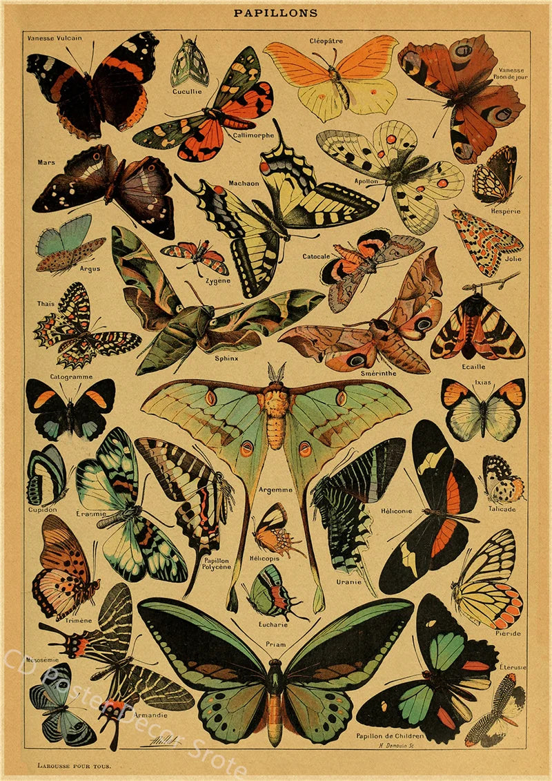 Vintage Butterfly Insects Flowers Mushrooms Posters - 13 / A4 Available at 2Fast2See.co
