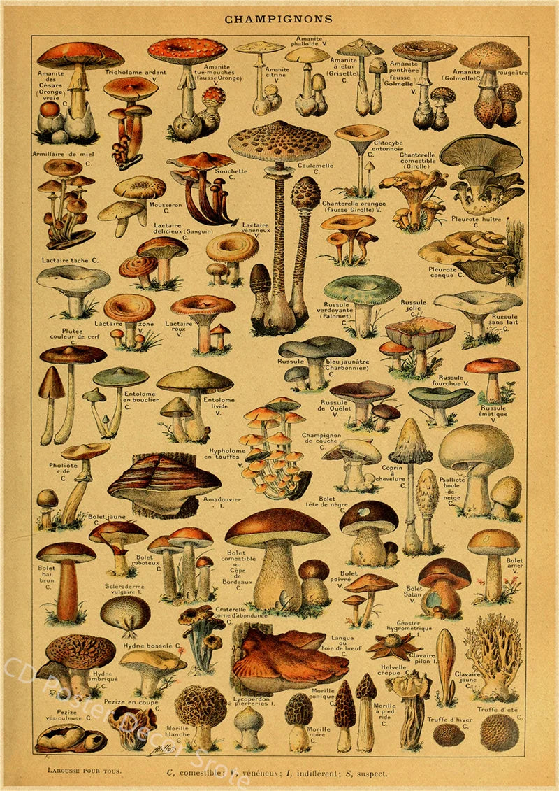 Vintage Butterfly Insects Flowers Mushrooms Posters - 14 / A4 Available at 2Fast2See.co