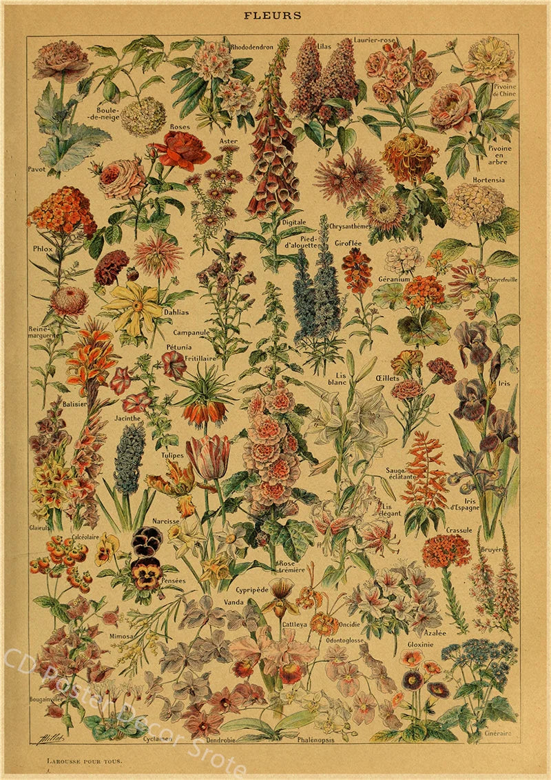 Vintage Butterfly Insects Flowers Mushrooms Posters - 17 / A4 Available at 2Fast2See.co